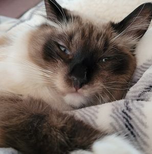 Meet your Posher, Janet